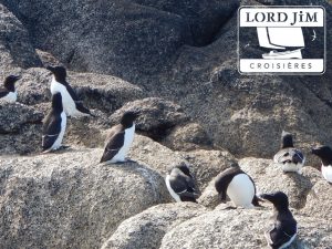 Pingouin Torda sur les Iles Scilly