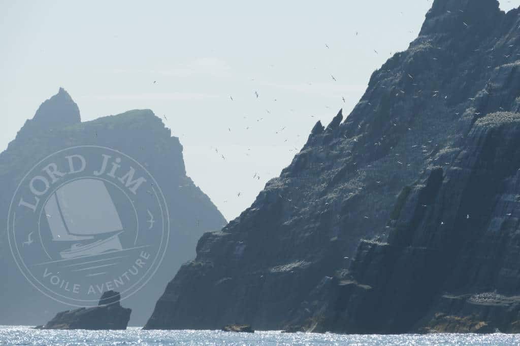 Navigation Irlande colonie Fous de Bassan