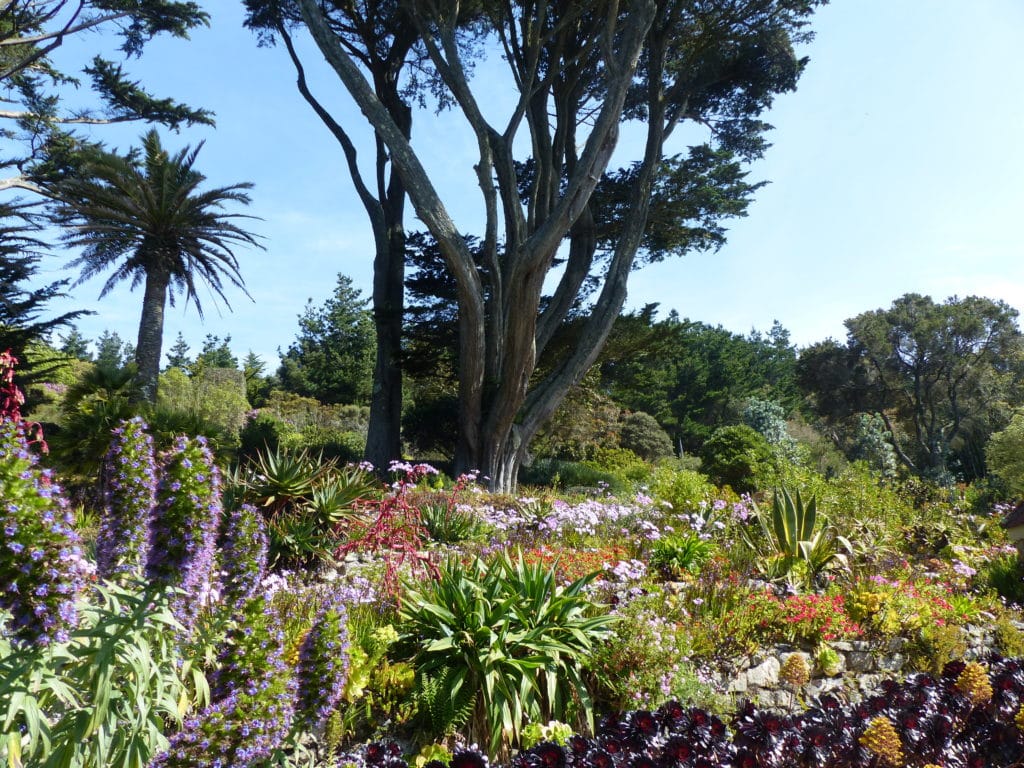 5 Tresco jardin 2